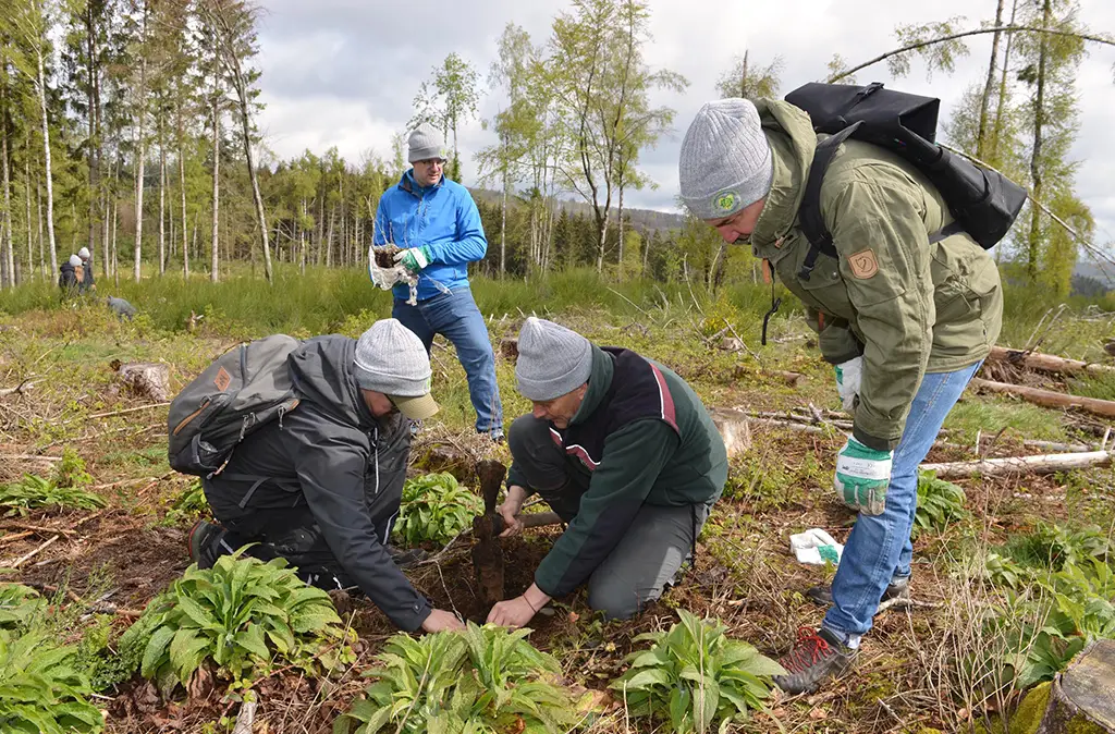 People planting trees in the forest (Photo)