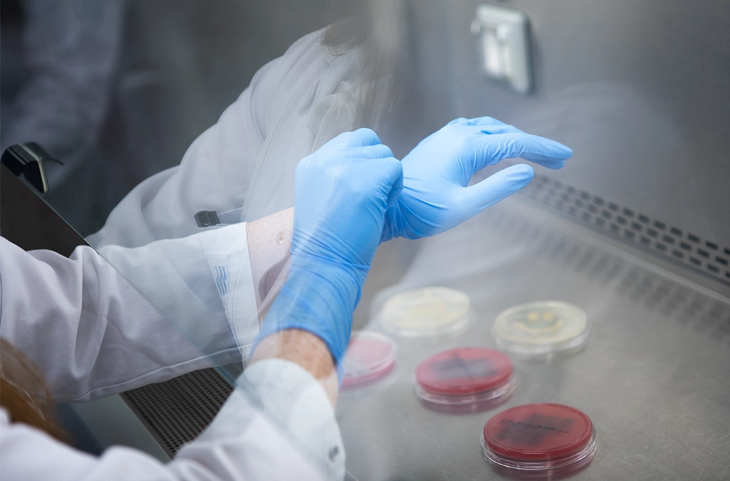 Close-up of hands in blue silicone gloves above sample cultures in a laboratory (Photo)