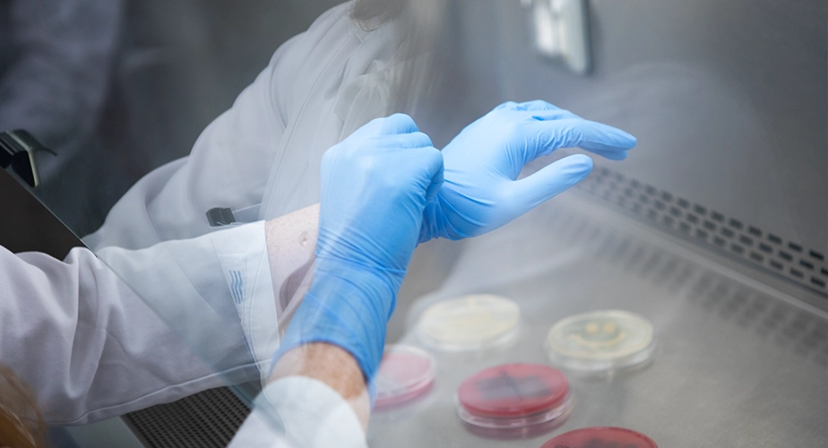 Close-up of hands in blue silicone gloves above sample cultures in a laboratory (Photo)